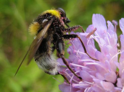 Réf. 24 237 : Sericomyia bombiformis