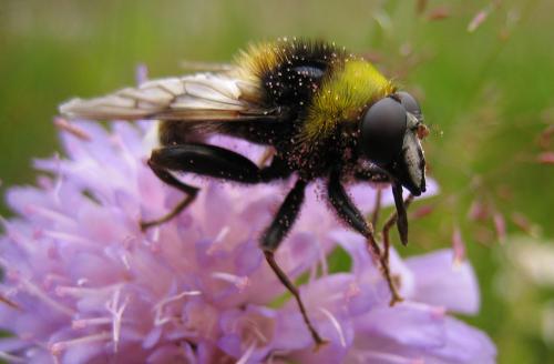 Réf. 24 236 : Sericomyia bombiformis