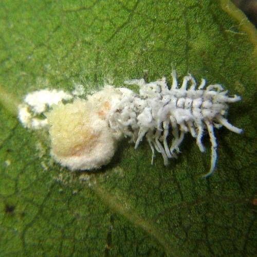 Cryptolaemus montrouzieri