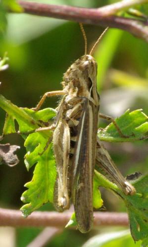 Chorthippus sp.
