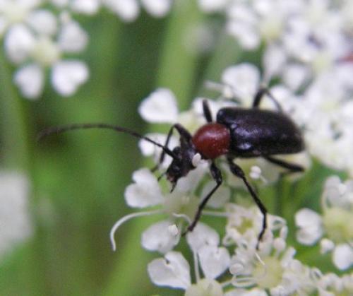Dinoptera collaris