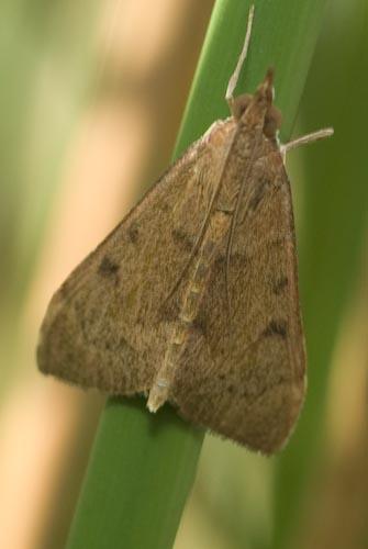 Uresiphita gilvata