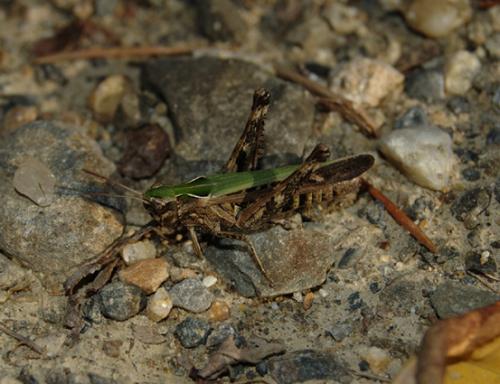 Réf. 24 863 : Omocestus rufipes