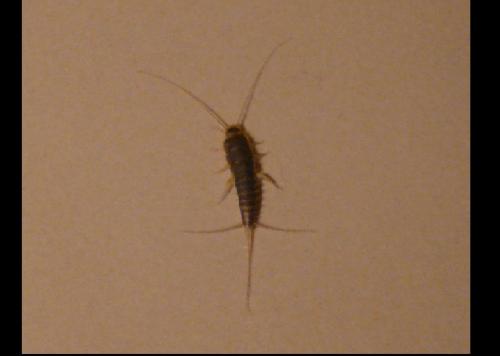 Ctenolepisma longicaudata