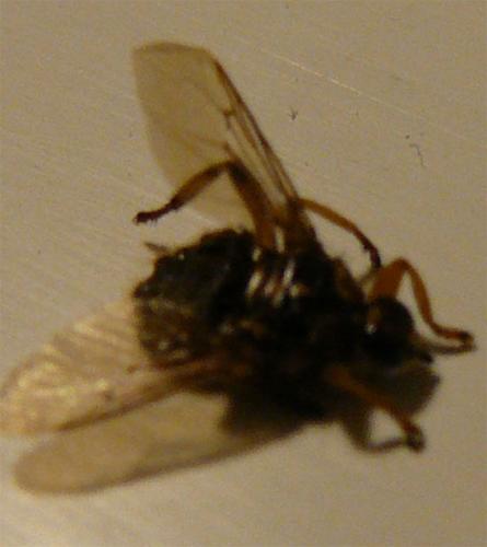 Hippobosca equina