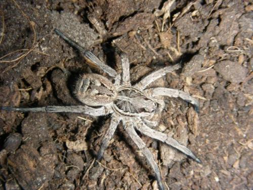 Lycosa tarantula