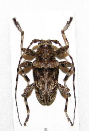 Oreodera costaricensis