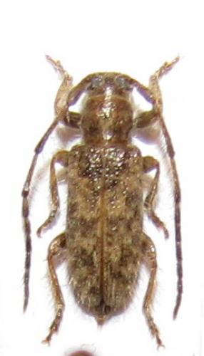 Eupogonius sp.