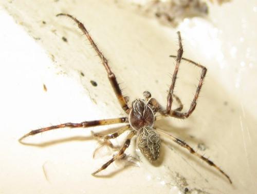 Larinioides sclopetarius