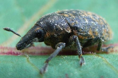 Réf. 24 901 : Larinus turbinatus
