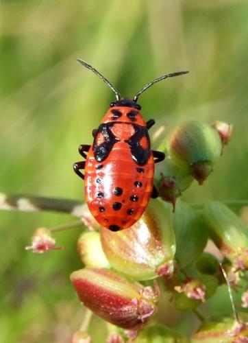 Spilostethus saxatilis