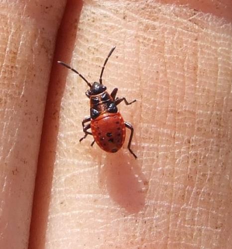 Réf. 24 679 : Spilostethus saxatilis