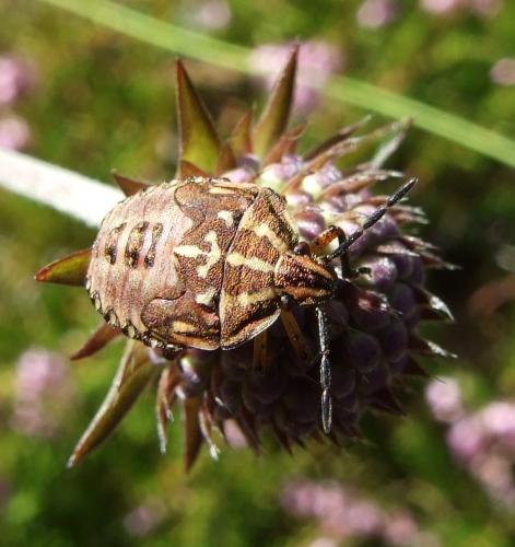 Réf. 24 889 : Carpocoris sp.