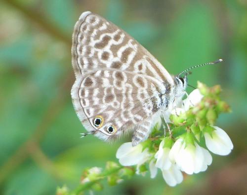 Réf. 24 380 : Leptotes pirithous