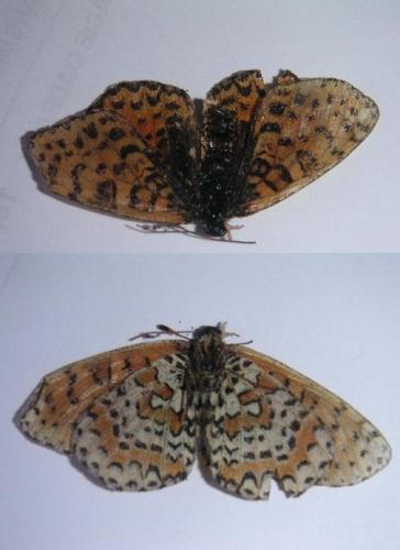 Melitaea didyma