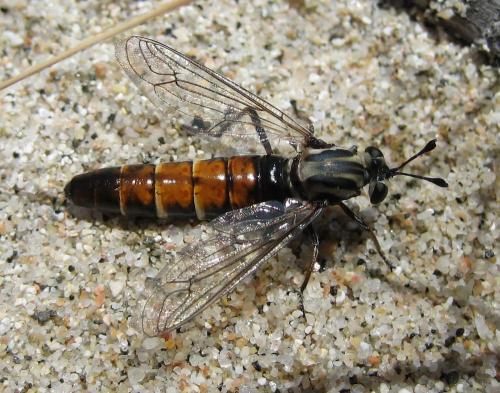 Réf. 24 117 : Leptomydas corsicanus
