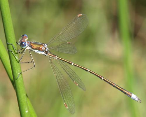 Lestes virens