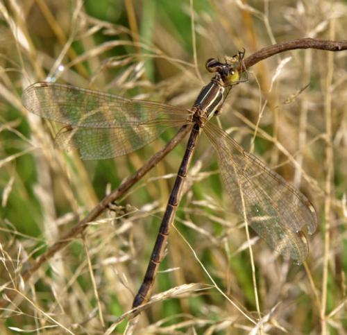 Lestes barbarus