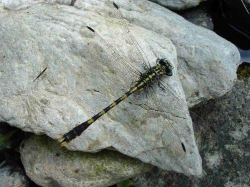 Onychogomphus uncatus