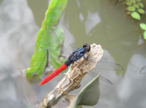 Erythemis peruviana