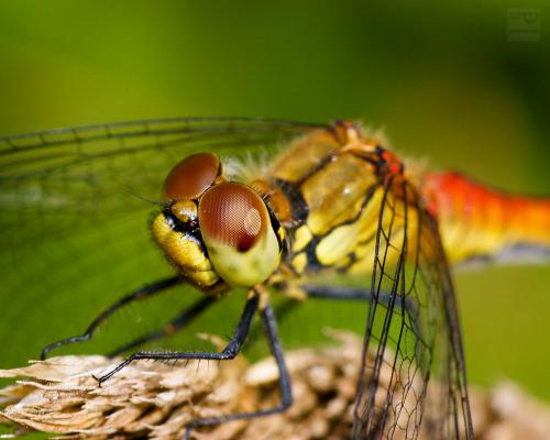 Sympetrum sanguineum