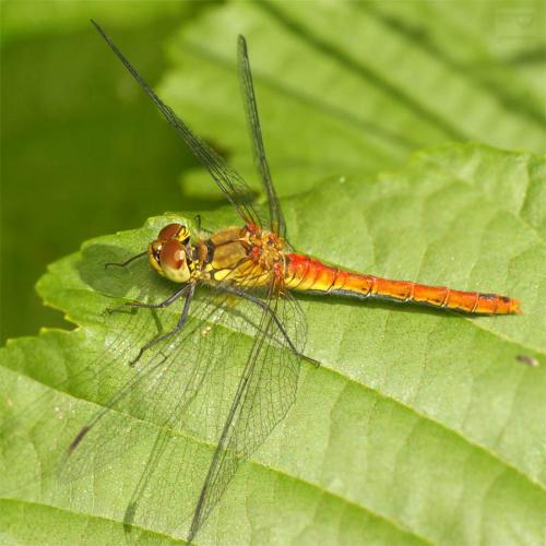 Réf. 24 086 : Sympetrum sanguineum