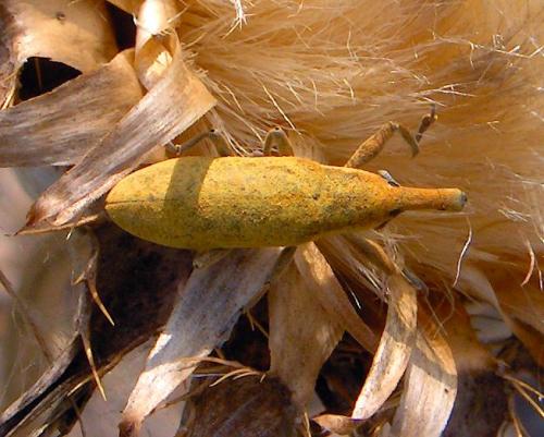 Réf. 24 059 : Lixus pulverulentus