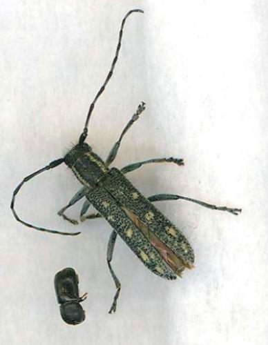 Saperda populnea