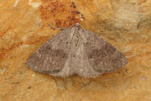 Pachycnemia tibiaria