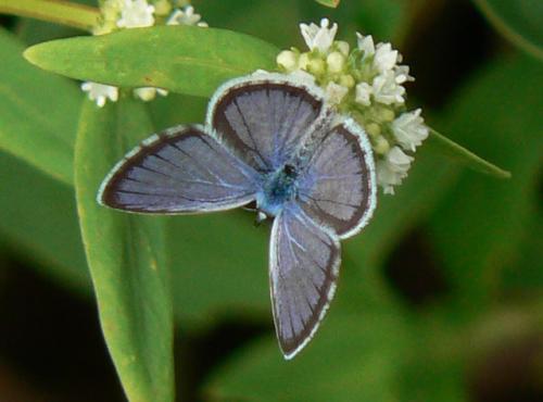 Réf. 24 988 : Hemiargus hanno