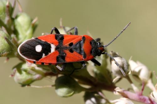 Réf. 24 601 : Lygaeus equestris