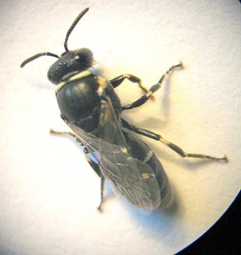 Hylaeus sp.
