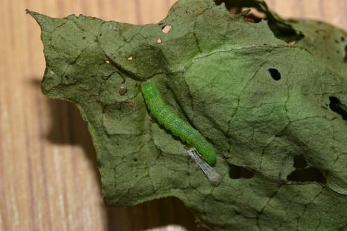 Mniotype anilis sylvatica