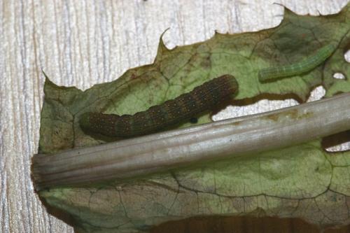 Mniotype anilis