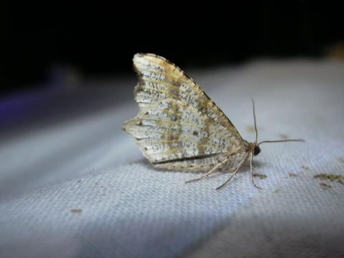 Macaria alternata