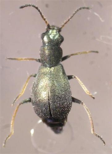 Charopus pallipes