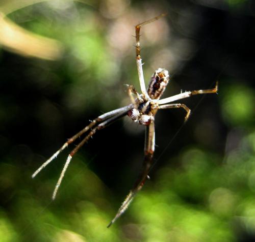 Argiope lobata