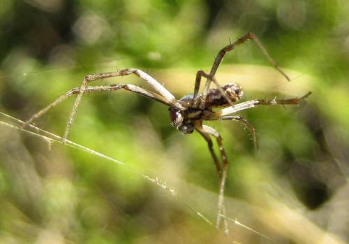 Argiope lobata