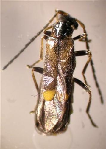 Malthodes marginatus