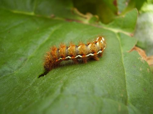 Acronicta rumicis