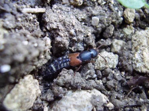 Réf. 24 352 : Platydracus stercorarius