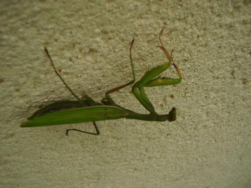 Mantis religiosa