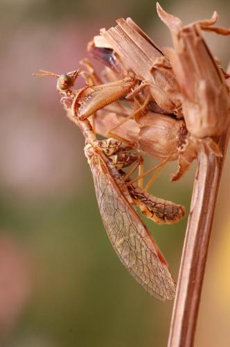 Réf. 24 463 : Mantispa styriaca