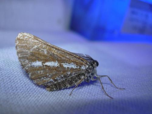 Bupalus piniaria