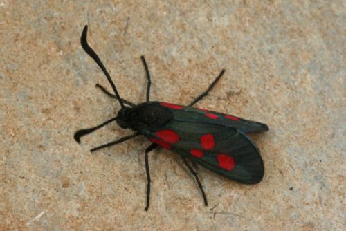 Zygaena trifolii