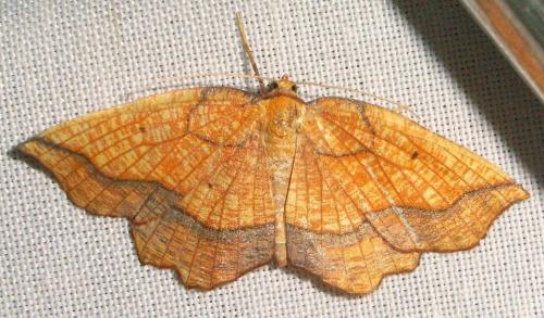 Epione repandaria