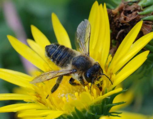 Megachile sp.
