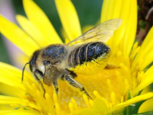 Megachile sp.