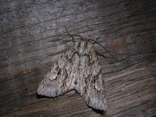 Meganephria bimaculosa