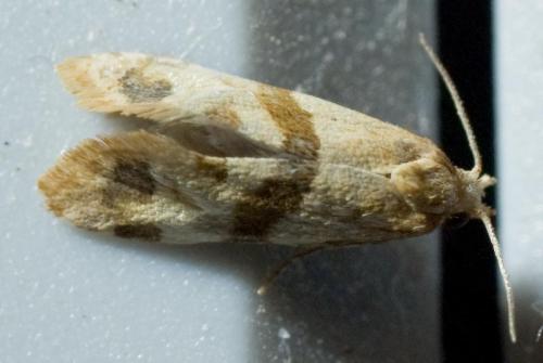 Réf. 24 649 : Phalonidia contractana